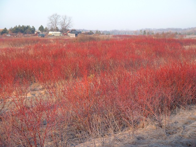 A field of plants with bright red branches