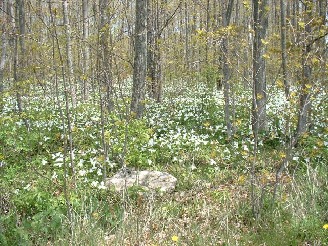 Trilliums lining the forest floor