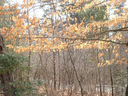 American Beech, Fall leaves in the Spring
