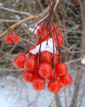 Red berries