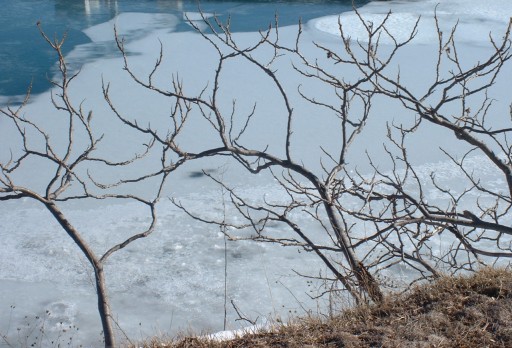 Branches over bay