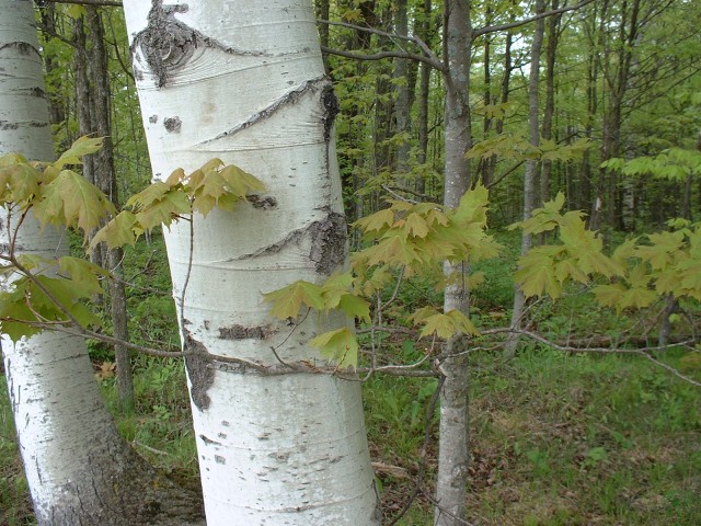 White birch trees in the green woods