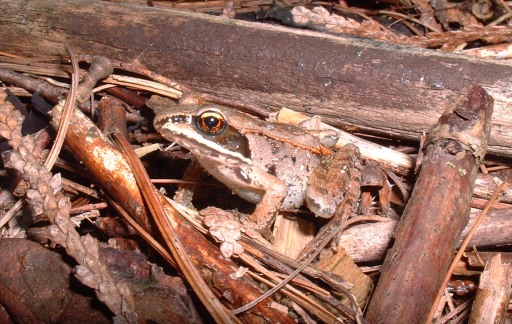 Tiny toad among leaves and sticks blends with background