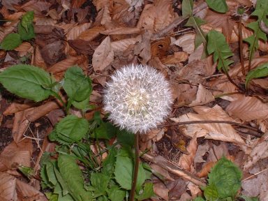 Dandelion gone to seed on green background