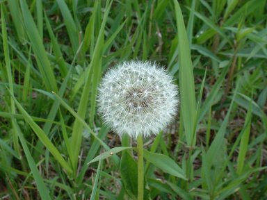 Dandelions done to seed, brown background
