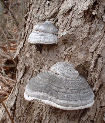 Large lichen on tree