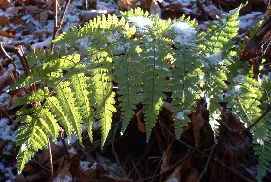 Green fern with light dusting of snow