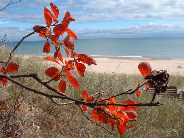 Foreground: early fall red leaves.  Background: blue Lake Michigan