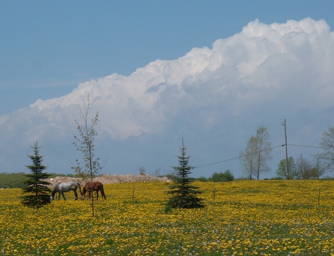 Horses in a field of dandelions with big clouds overhead