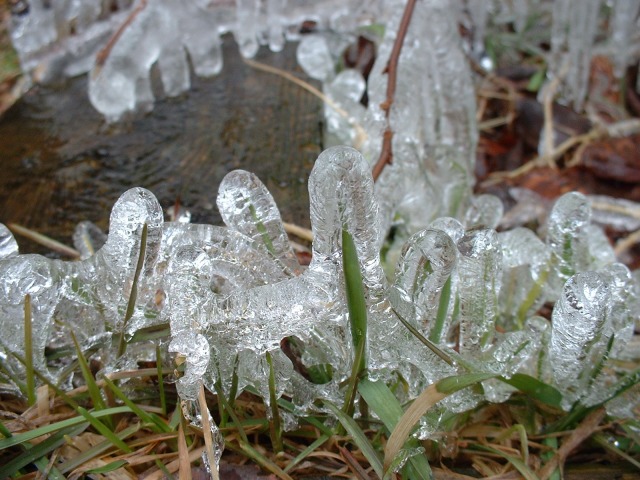 Ice wrapping around blades of grass made by rain falling at near-freezing temps