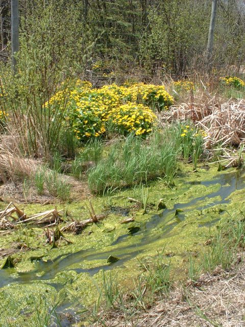 Swamp marigolds in a field of green slime near a creek