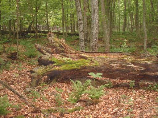 Downed tree in forest with moss