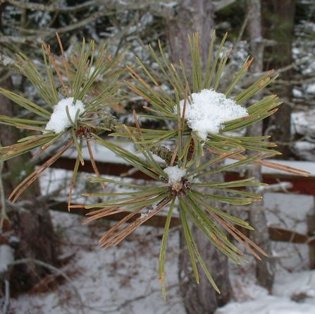 Green pine needles