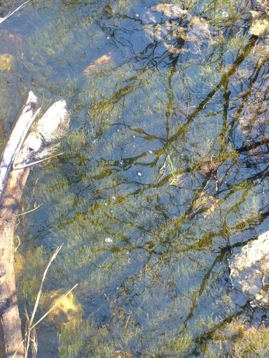 Reflections in the swamp