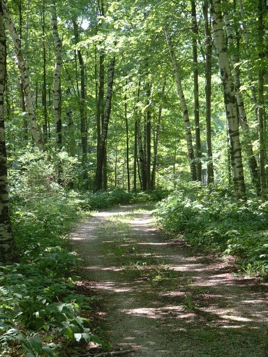 A wooded road in the woods on Washington Island