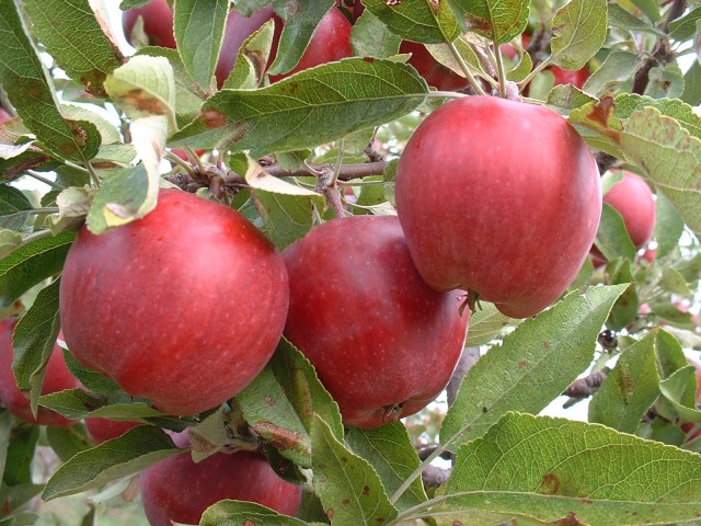 Ripe apples on tree, ready to pick