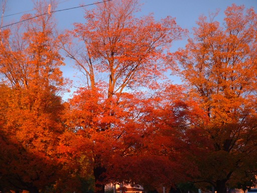 Fall Colors in Sturgeon Bay