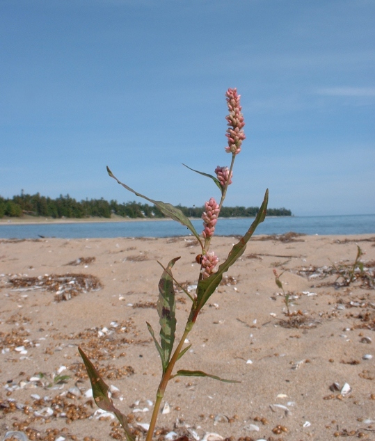 Tiny plant on the beach with a great view of Lake Michigan