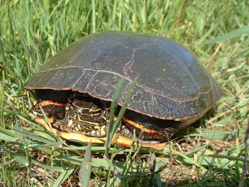 Turtle peeking from shell