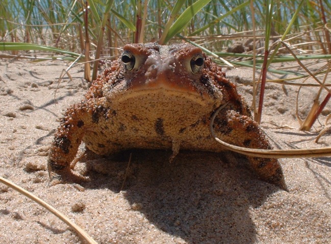 Ornery-looking toad in beachgrass