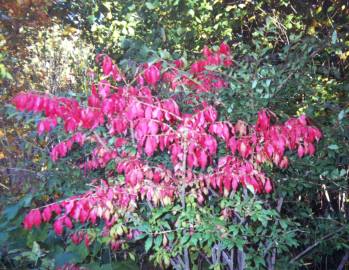 Door County Fall 2000